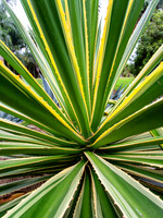 Hawaii Tropical Botanical Garden