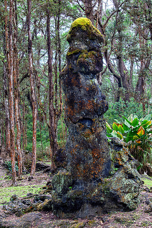 Pahoa