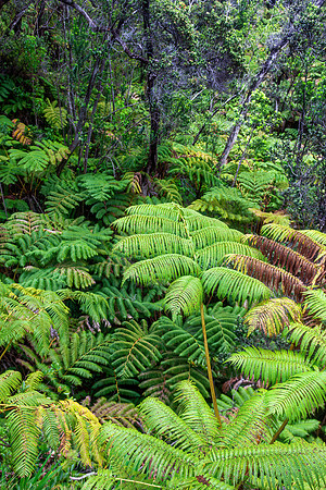 Hawaii Volcanoes NP