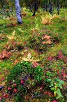 Fall Colors