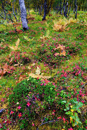 Fall Colors