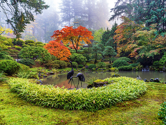 Japanese Maple
