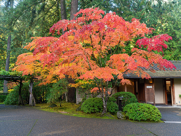 Momiji