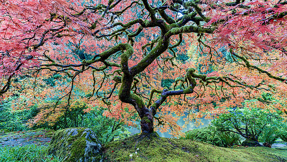 Japanese Maple