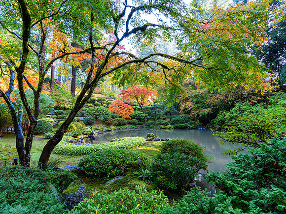 Cranes in Pond
