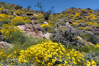 Anza-Borrego SR22