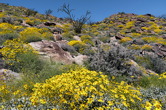 Anza-Borrego SR22
