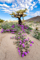 Sand Verbena