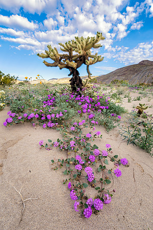 Sand Verbena