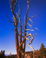 Grove of the Patriarchs
