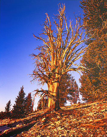 Schulman Grove