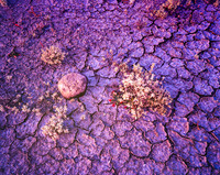 Panamint cracked Earth