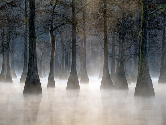 Bayou in Fog