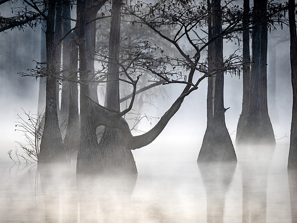 Bayou in Fog