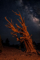 Bristlecone & Milky Way
