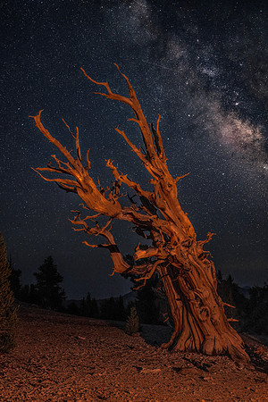 Bristlecone & Milky Way