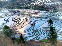 Yuanyang rice terraces