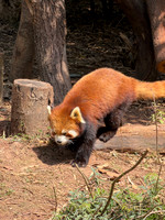 Red Panda - Chengdu