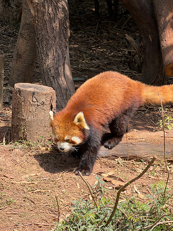 Red Panda - Chengdu