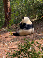 Giant Panda - Chengdu