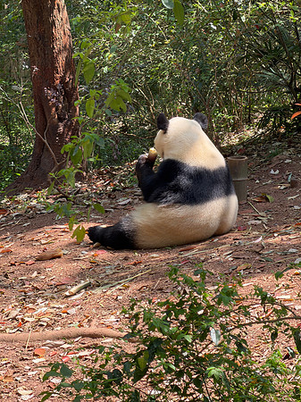 Giant Panda - Chengdu