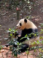 Giant Panda - Chengdu