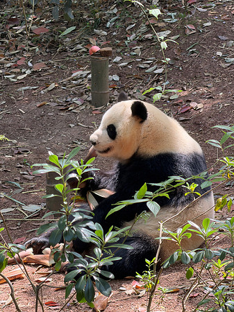 Giant Panda - Chengdu