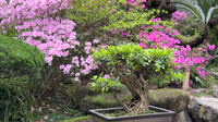 Wuhou Shrine - Chengdu