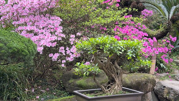 Wuhou Shrine - Chengdu