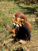 Red Panda - Chengdu