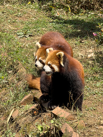 Red Panda - Chengdu
