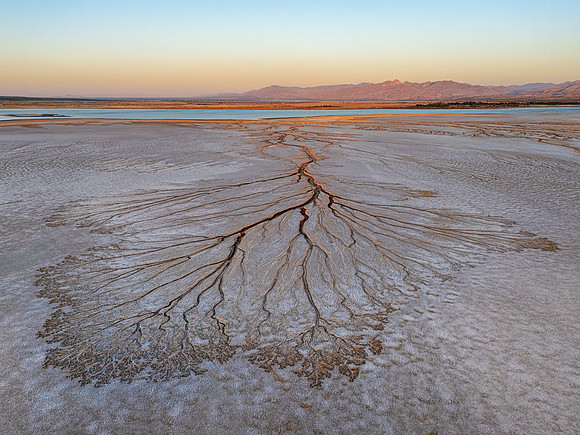 Tendrils Playa