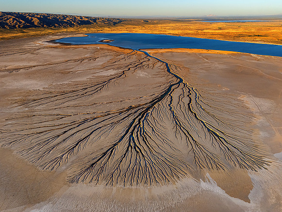 Tendrils Playa