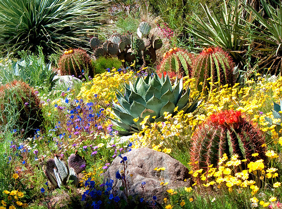 Cactus Medley