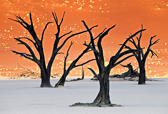 Dead Vlei