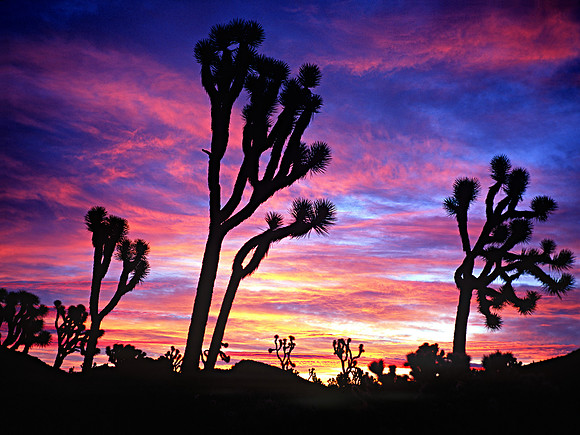 Joshua Tree Dawn
