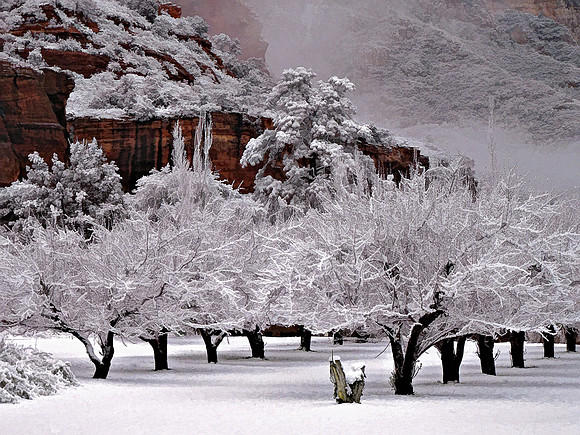 Orchard in Snow