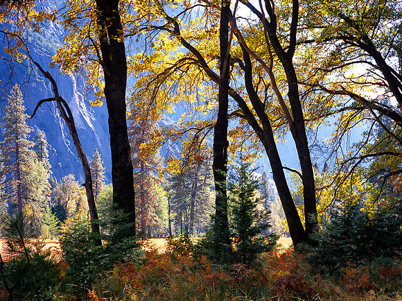 Yosemite Oaks