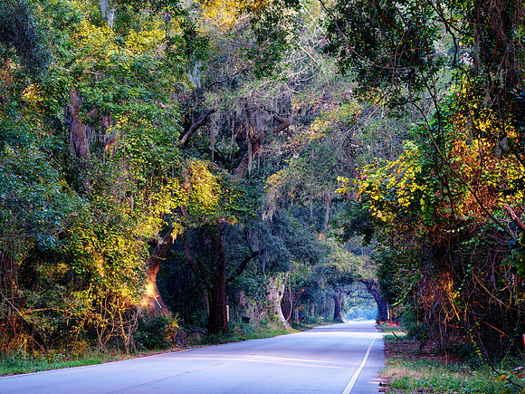 Road to Edisto
