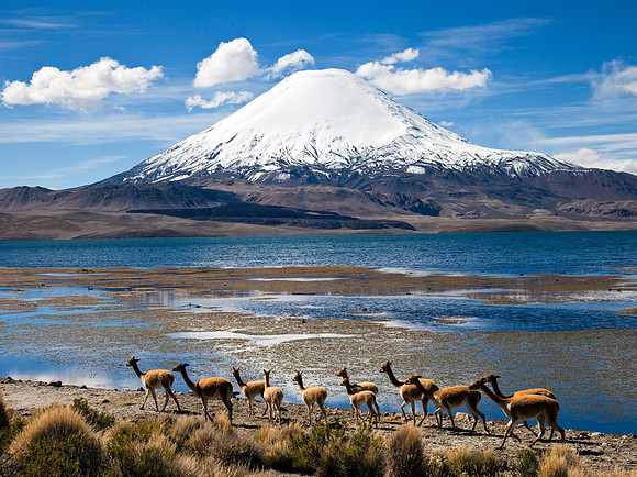 Vicuñas & Volcano