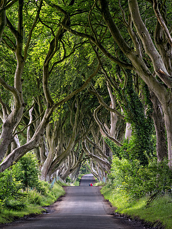 The Dark Hedges