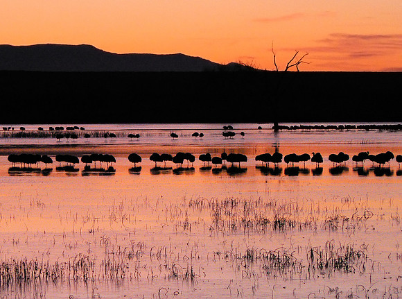 Bosque del Apache