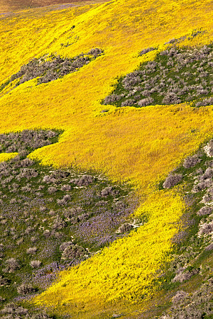 Carrizo Plains Nat'l Monument