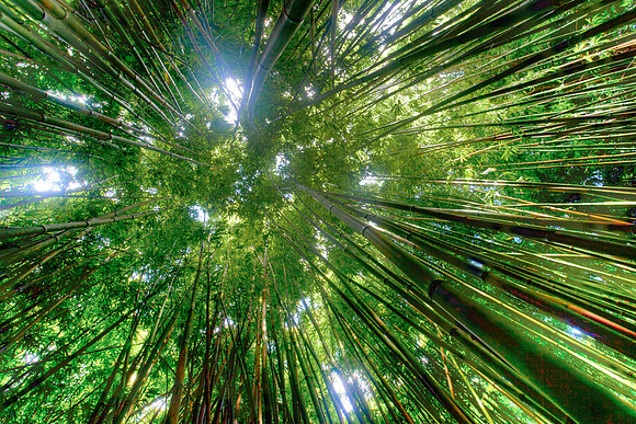Bamboo Forest in Haleakala