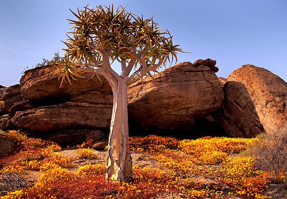 Kokerboom