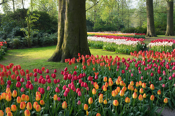 Keukenhof