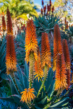 Aloe 2 vertical