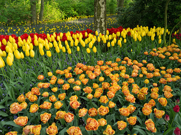 Keukenhof