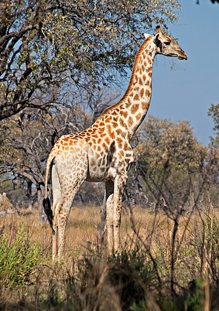 Moremi