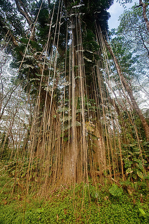 Pahoa